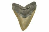 Serrated, Fossil Megalodon Tooth - North Carolina #272799-1